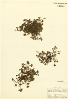 藏品(地果(落地)三葉草)的圖片